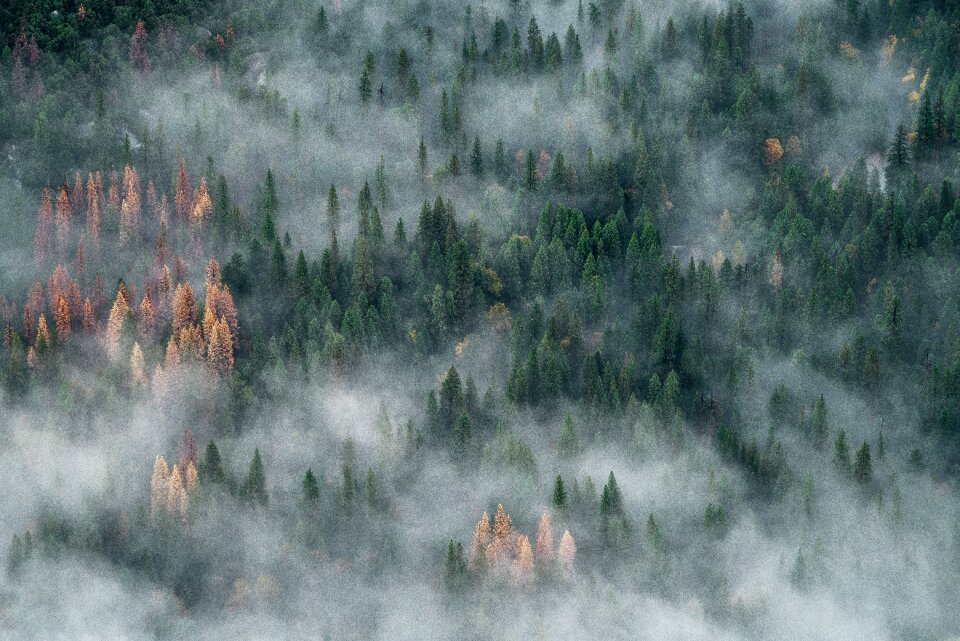 Nature forest fog