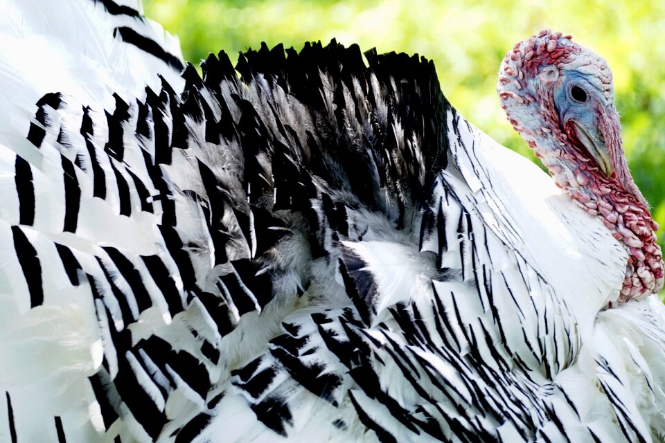 Animal plumage pheasant-like