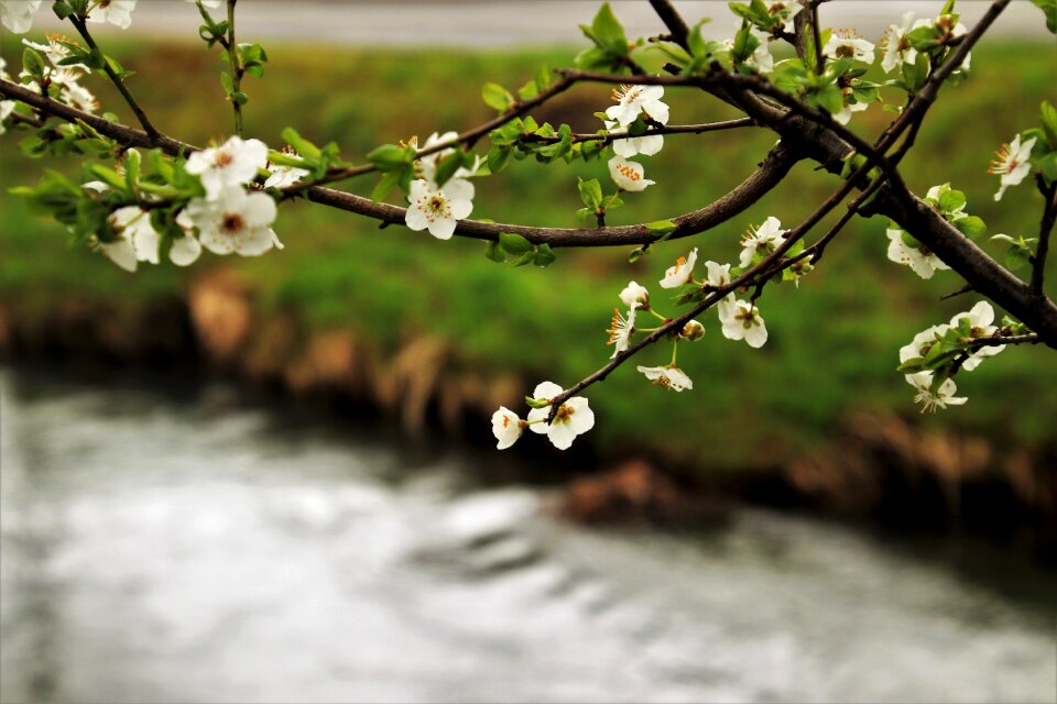 Nature at the court of flower