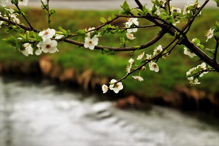 Nature at the court of flower