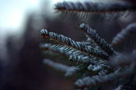 Snow pine cold