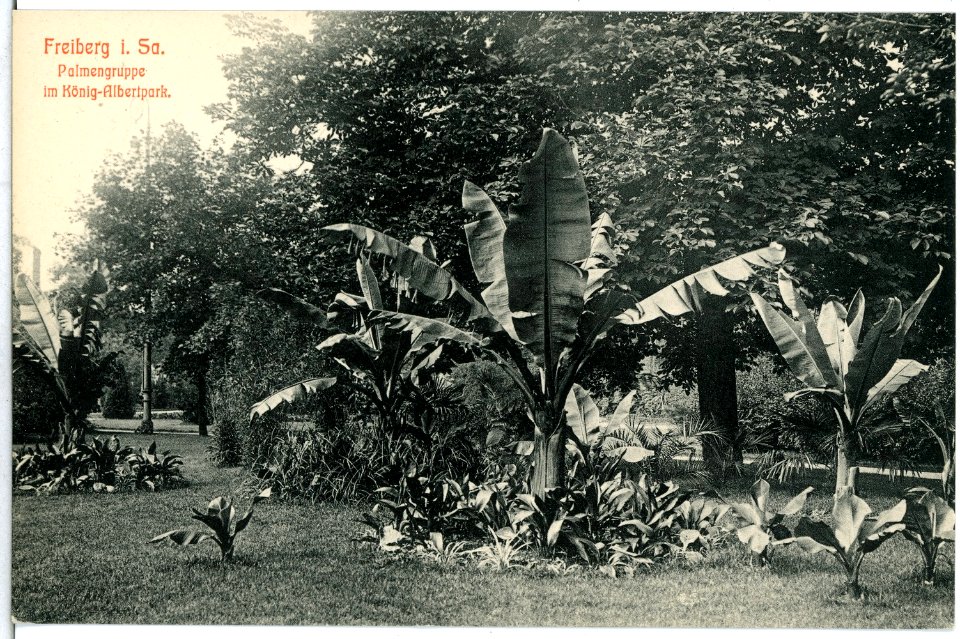 14013-Freiberg-1912-Palmengruppe im König Albert Park-Brück & Sohn Kunstverlag