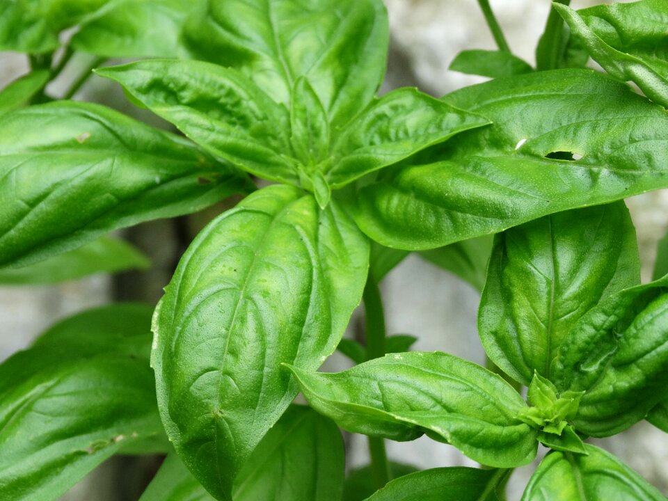Green fresh summer