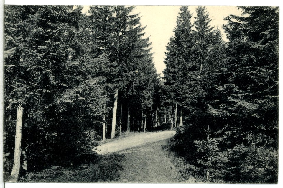 12945-Oberbärenburg-1911-Langer Grundweg-Brück & Sohn Kunstverlag