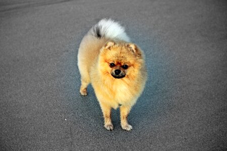 Spitz miniature pure-breed dog a friend of man