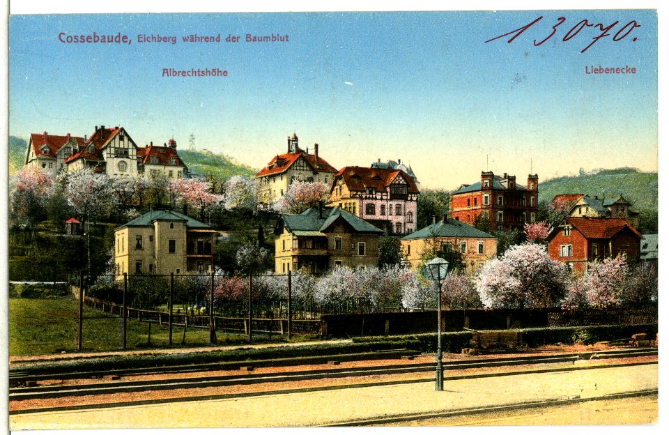 13070-Cossebaude-1911-Eichberg während der Baumblüte-Brück & Sohn Kunstverlag