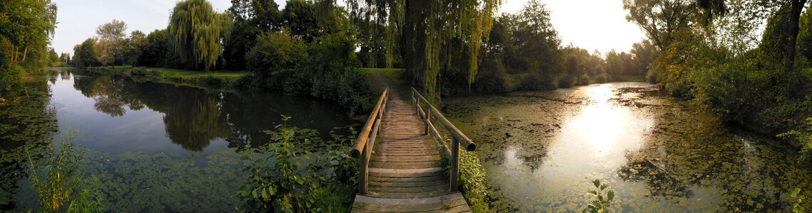 Tree bridge lake photo