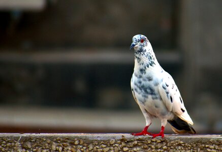 Domestic pigeon bird cross-breed photo