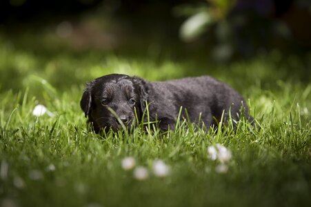 Sheep dog animal puppy