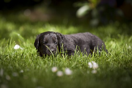 Sheep dog animal puppy photo