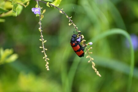 Beetle insect cleroidea