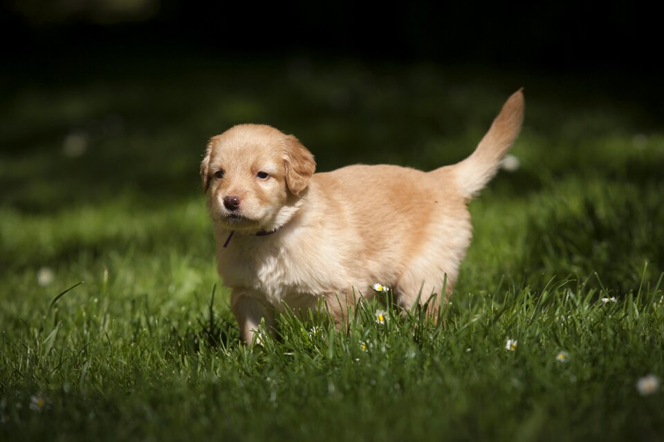 Sheep dog animal puppy