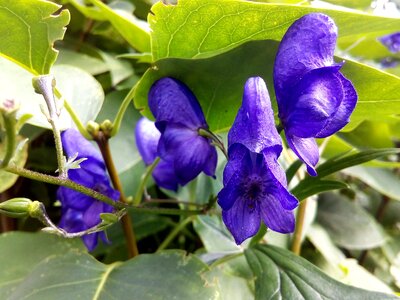 Dangerous poisonous plant plants