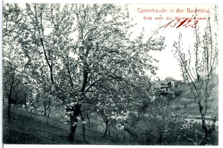 13122-Cossebaude-1911-in der Baumblüte, Blick nach der Weinbergstraße-Brück & Sohn Kunstverlag