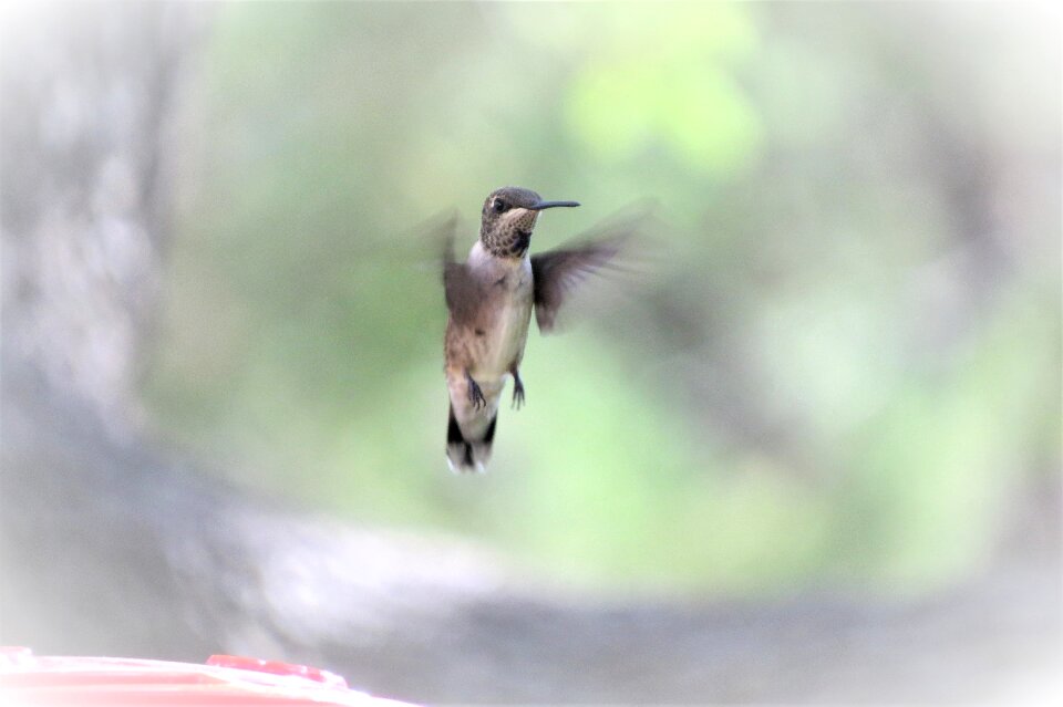 In flight humming bird wildlife