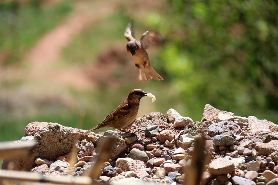 Outdoors birds eat