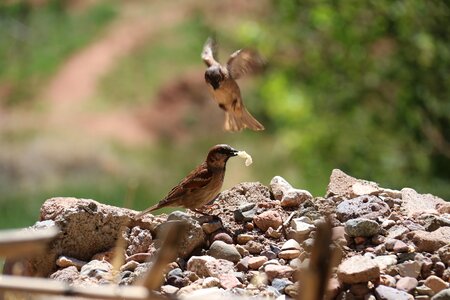 Outdoors birds eat