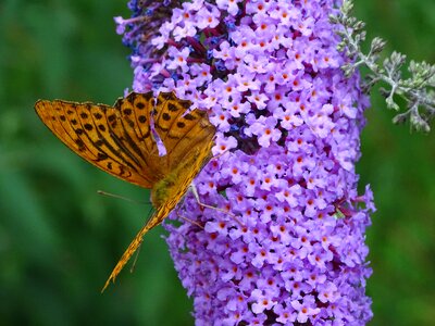 Buddleja davidii ordinary summer lilac butterfly bush photo