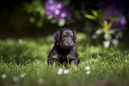 Sheep dog animal puppy
