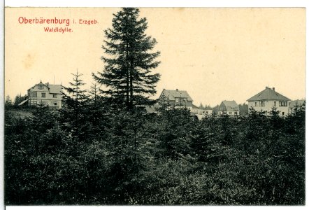 12965-Oberbärenburg-1911-Waldidylle-Brück & Sohn Kunstverlag