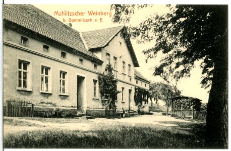 15083-Dommitzsch-1912-Mahlitzscher Weinberg-Brück & Sohn Kunstverlag