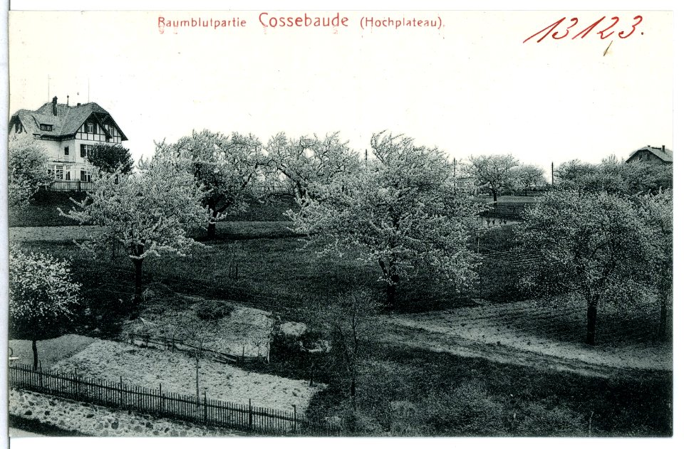 13123-Cossebaude-1911-Baumblutpartie (Hochplateau)-Brück & Sohn Kunstverlag
