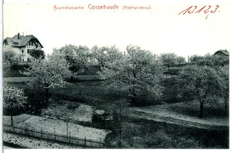 13123-Cossebaude-1911-Baumblutpartie (Hochplateau)-Brück & Sohn Kunstverlag