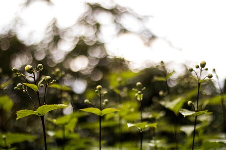 Floral summer plant photo