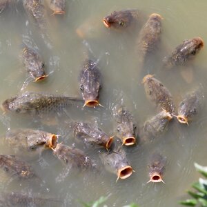 River animal background