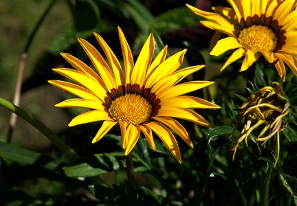 Yellow flower summer discounts