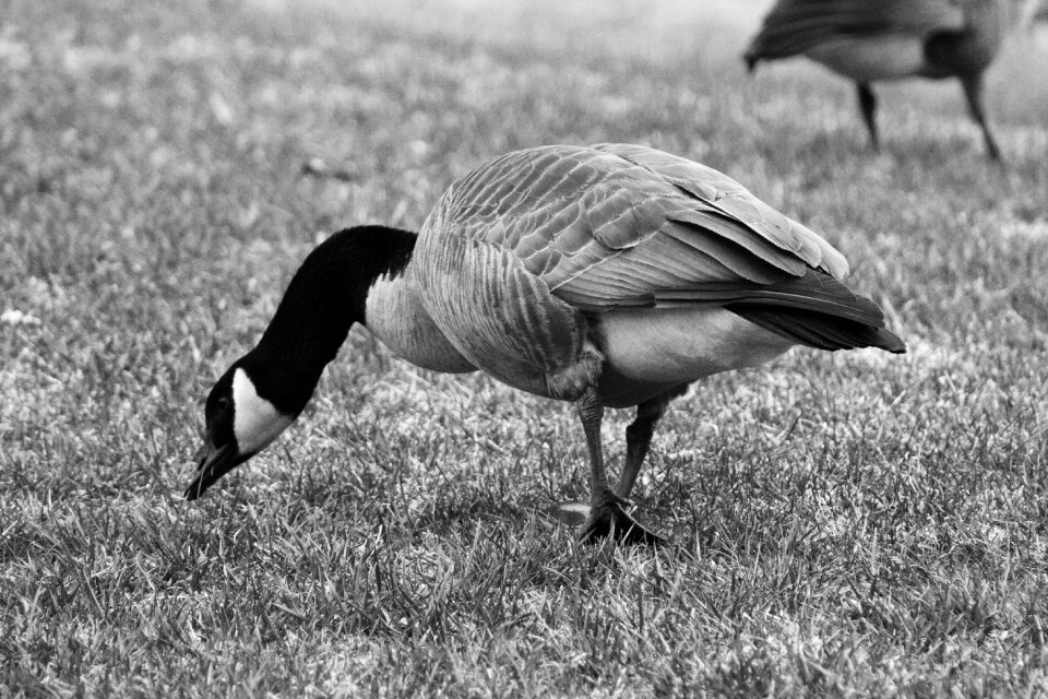 Outdoors grass animal