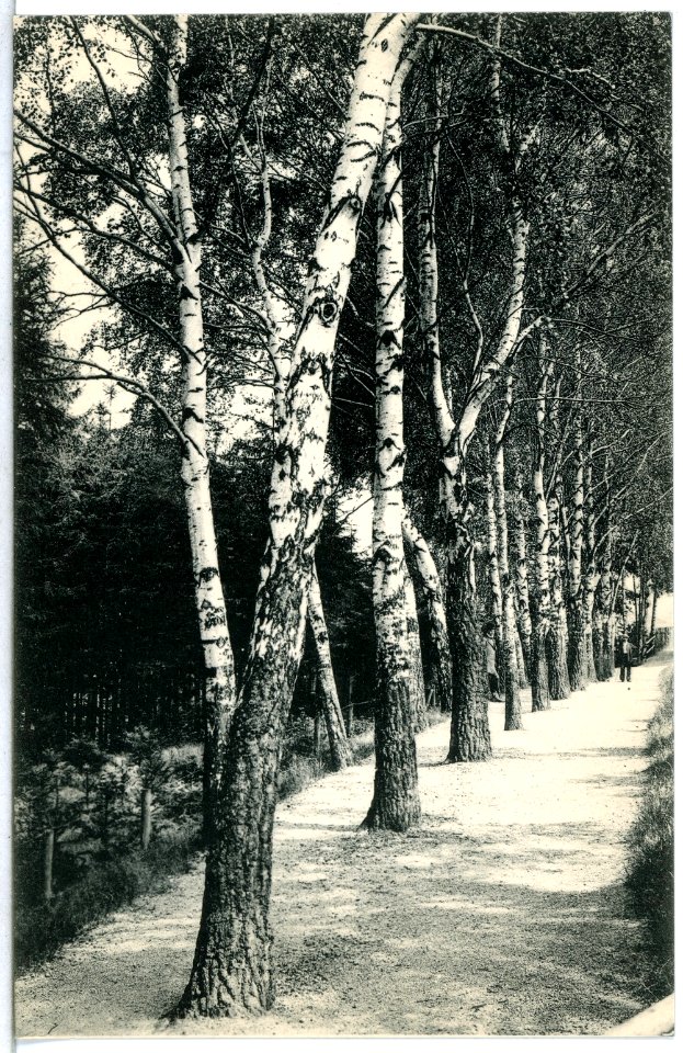 15203-Leisnig-1912-Birkenallee im Lärchenwäldchen-Brück & Sohn Kunstverlag