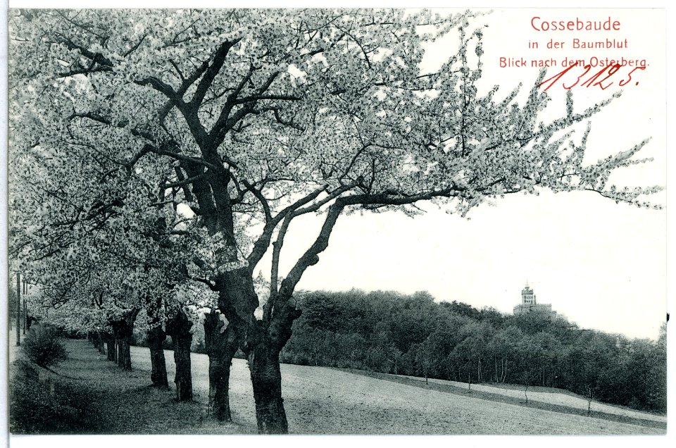13125-Cossebaude-1911-in der Baumblut (Blick nach dem Osterberg)-Brück & Sohn Kunstverlag