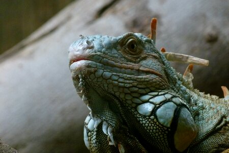 Iguana lizard close up