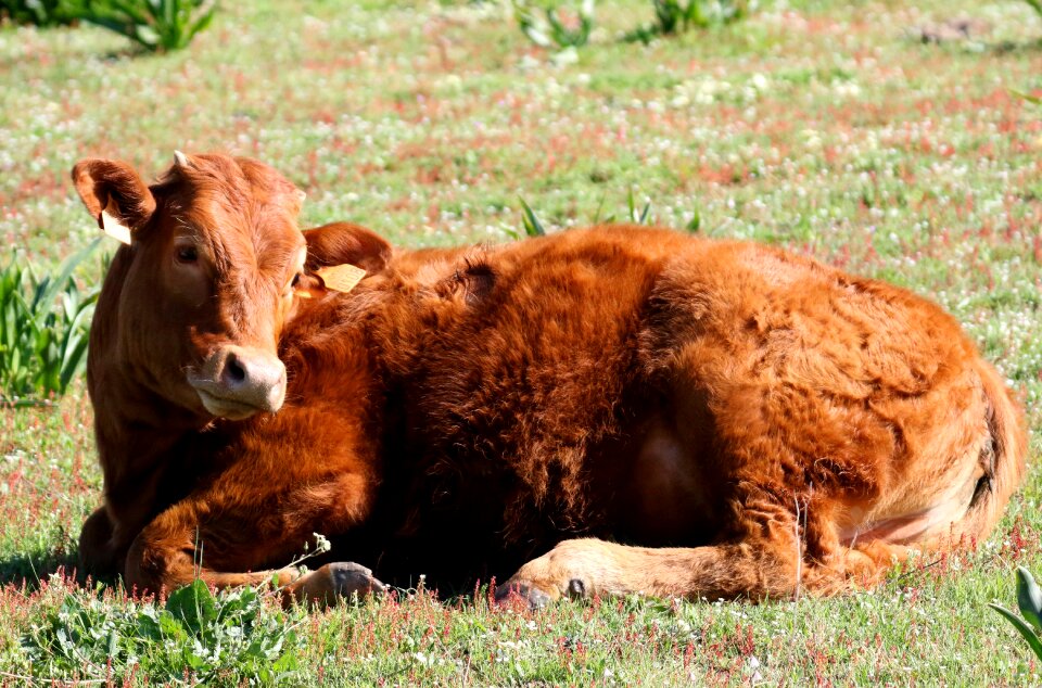Posing animal farm