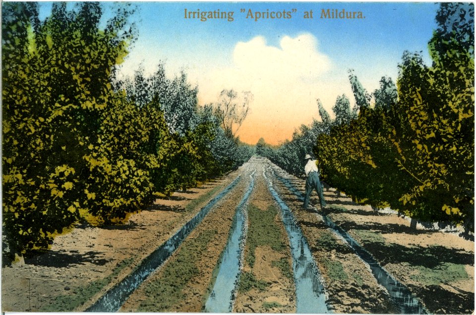 15299-Mildura-1912-Irrigating "Apricots"-Brück & Sohn Kunstverlag