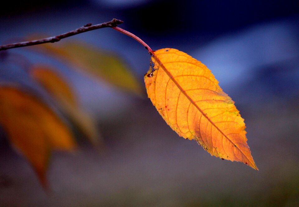 Leaves autumn colours october golden october