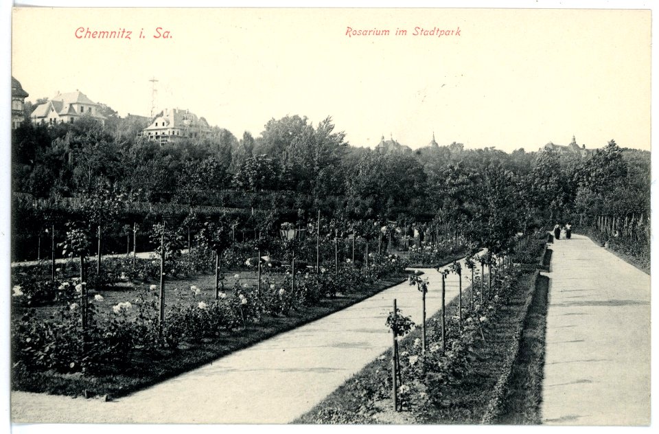 15617-Chemnitz-1913-Rosarium im Stadtpark-Brück & Sohn Kunstverlag