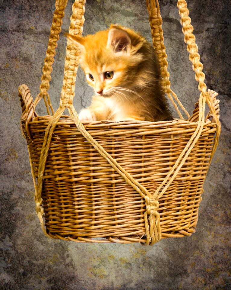 Young cat small cat basket