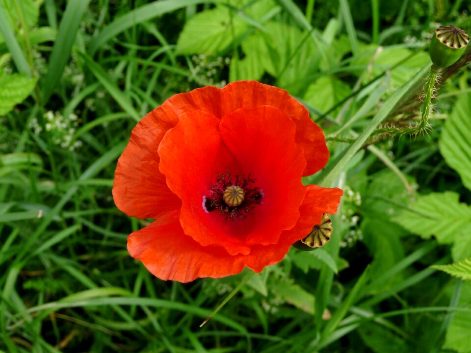 Meadow summer red flowers