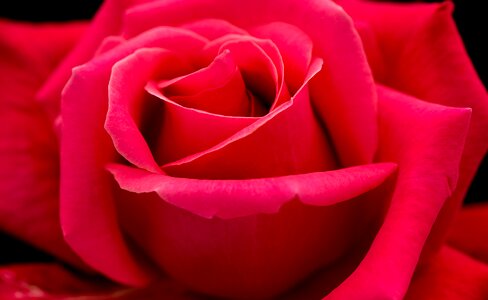 Petal rose flower photo