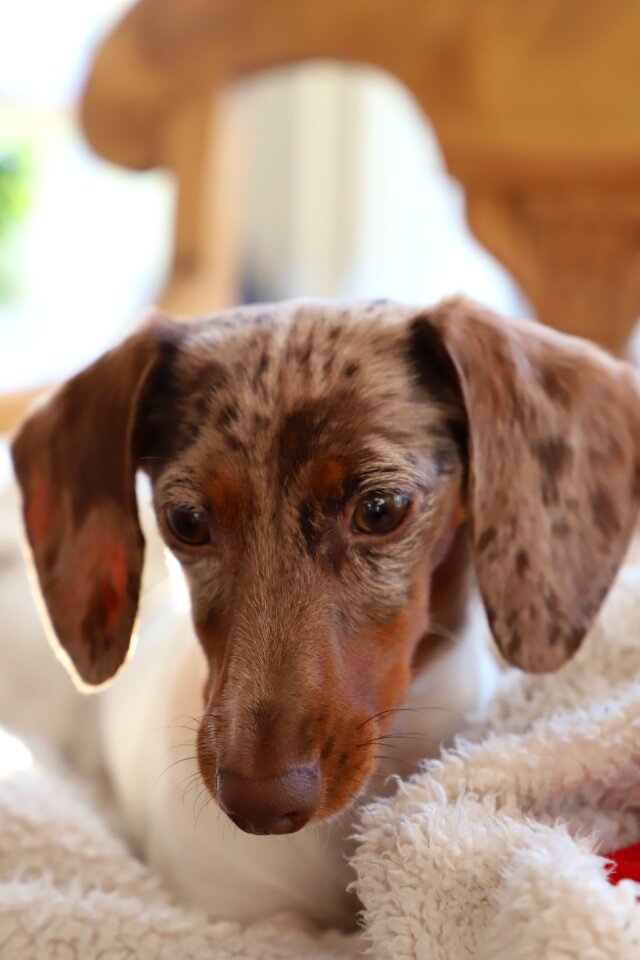 Mammal pet puppy