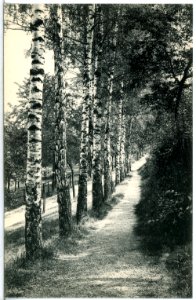 15204-Leisnig-1912-Birkenallee im Lärchenwäldchen-Brück & Sohn Kunstverlag