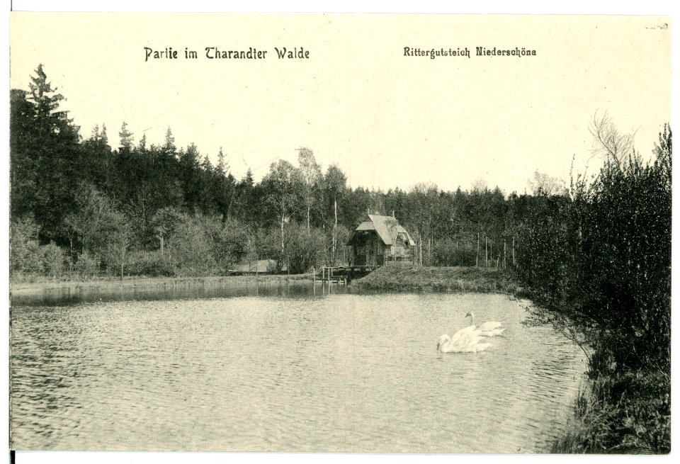15691-Niederschöna-1913-Rittergutsteich-Brück & Sohn Kunstverlag