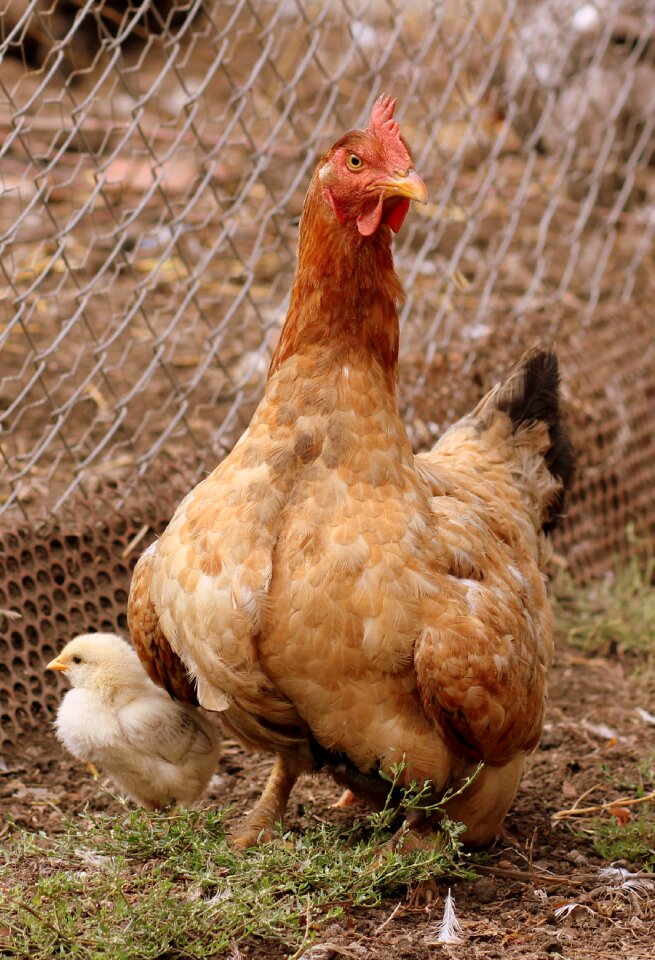 Mom birds fluffy