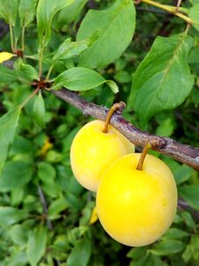 Harvest garden immature