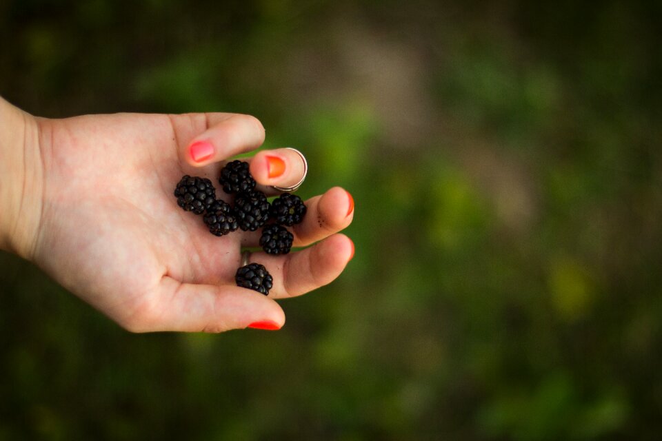 Blackberries fruits food