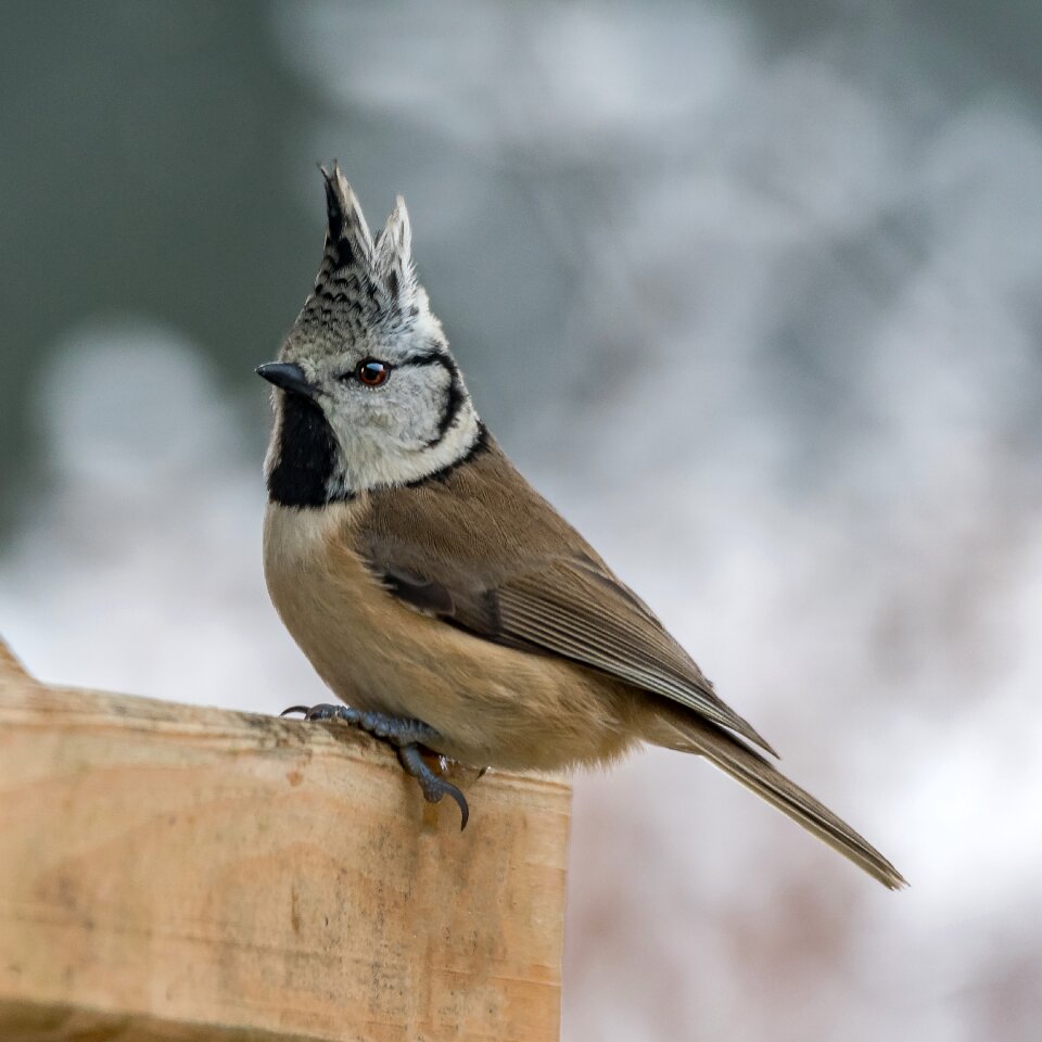 Animal small crested tit