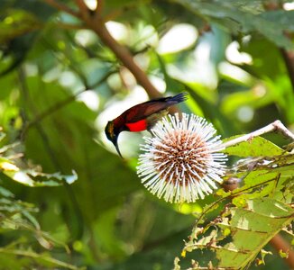 Wildlife flora animal
