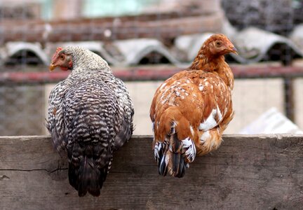 Fence rest birds